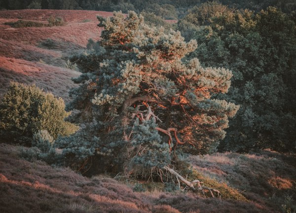 De Veluwe