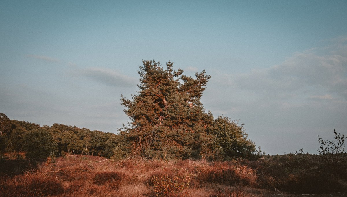 De Veluwe