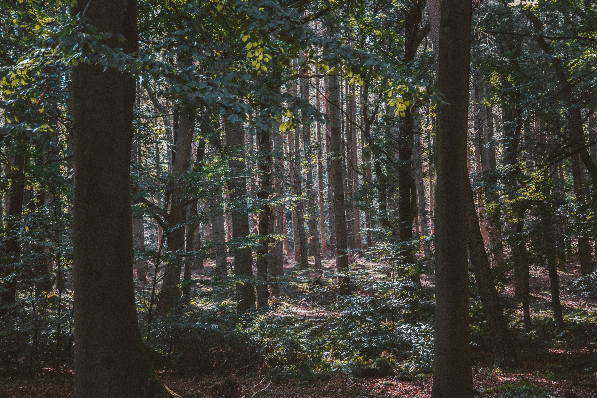 De Veluwe