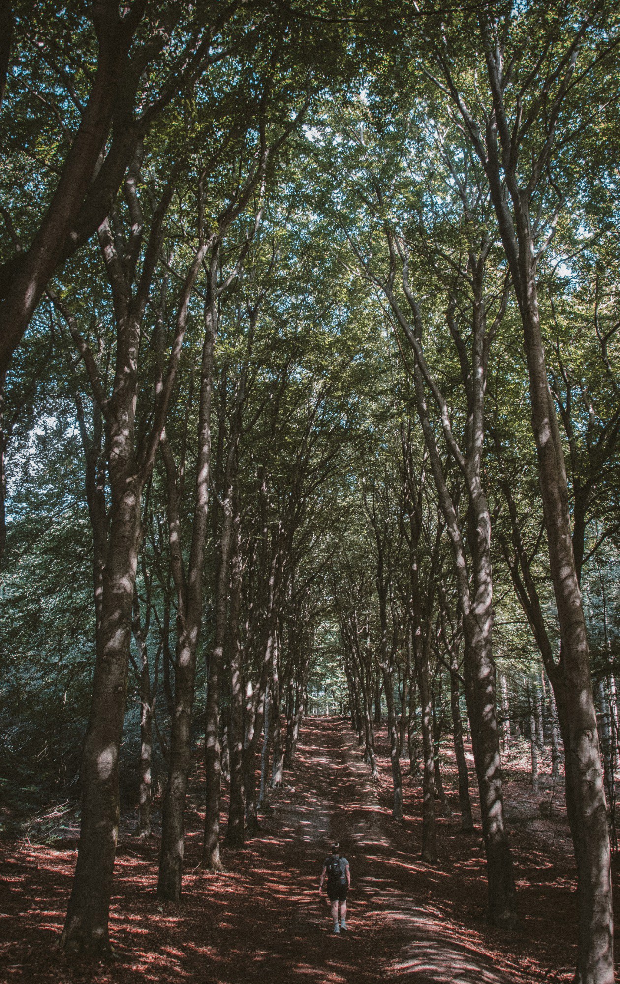 De Veluwe