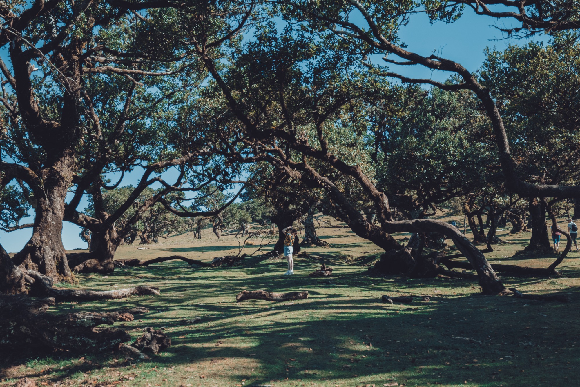 Oude bomen van Fanal