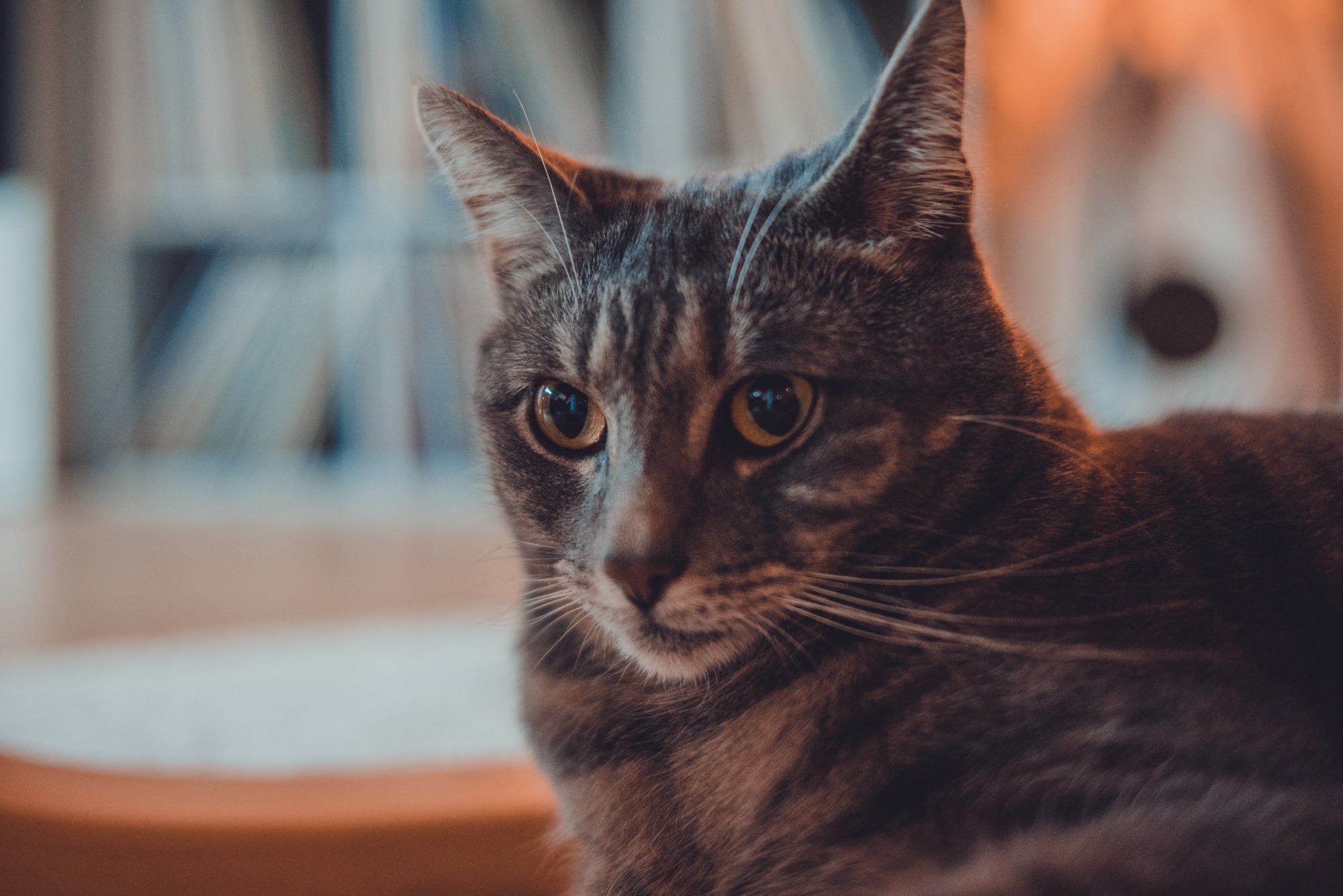 Een lieve grijze kat