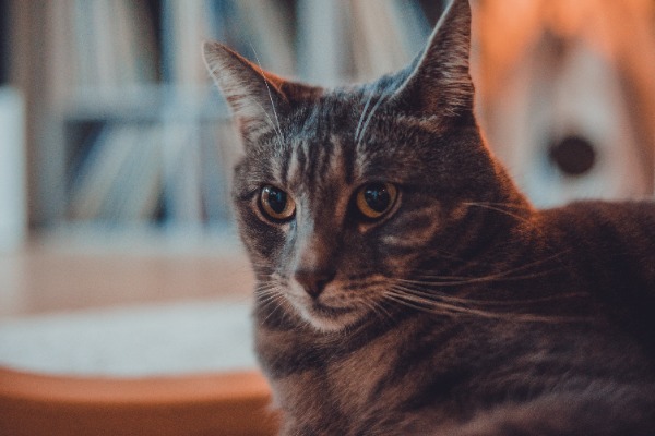 Een lieve grijze kat