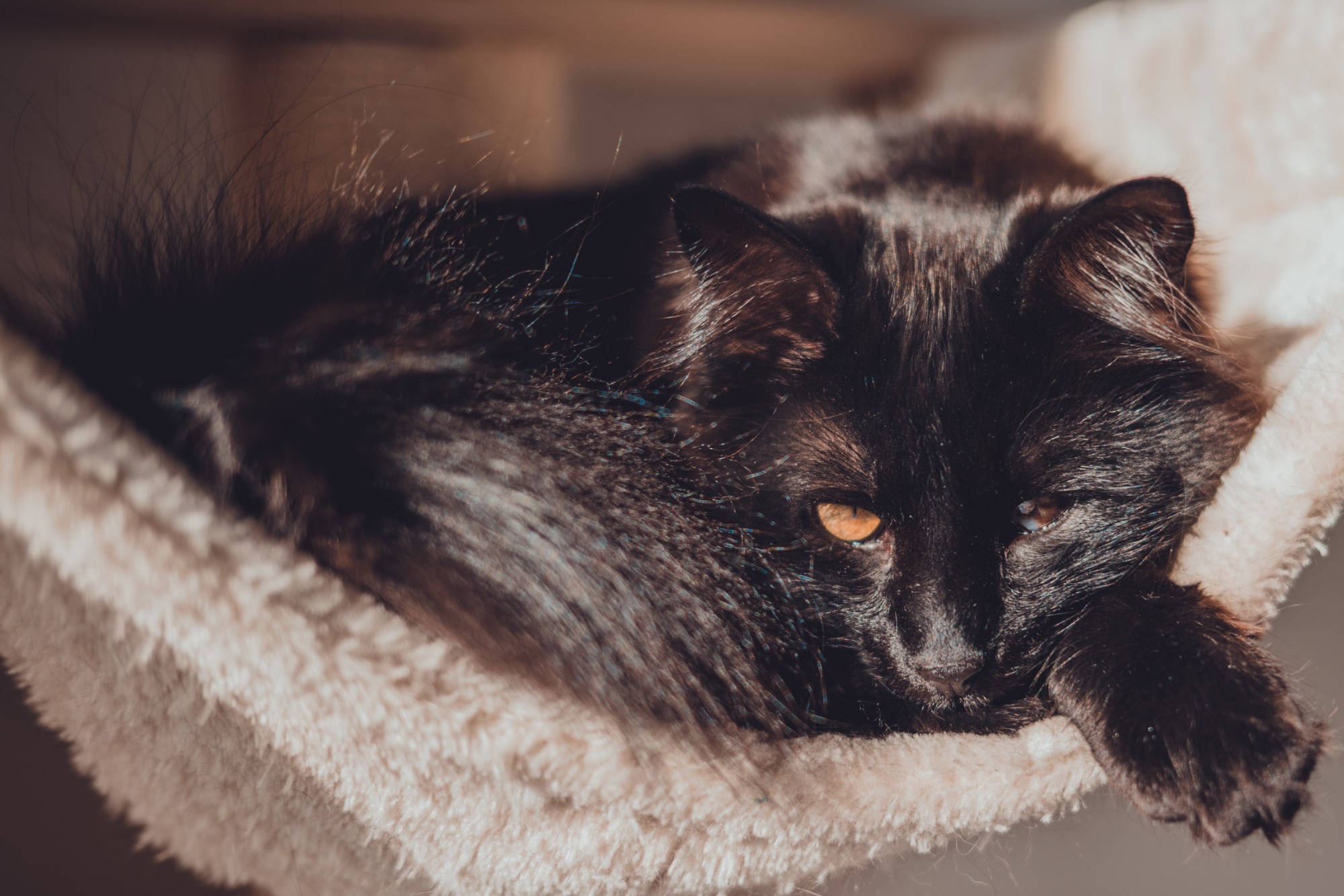 Een lieve zwarte kat