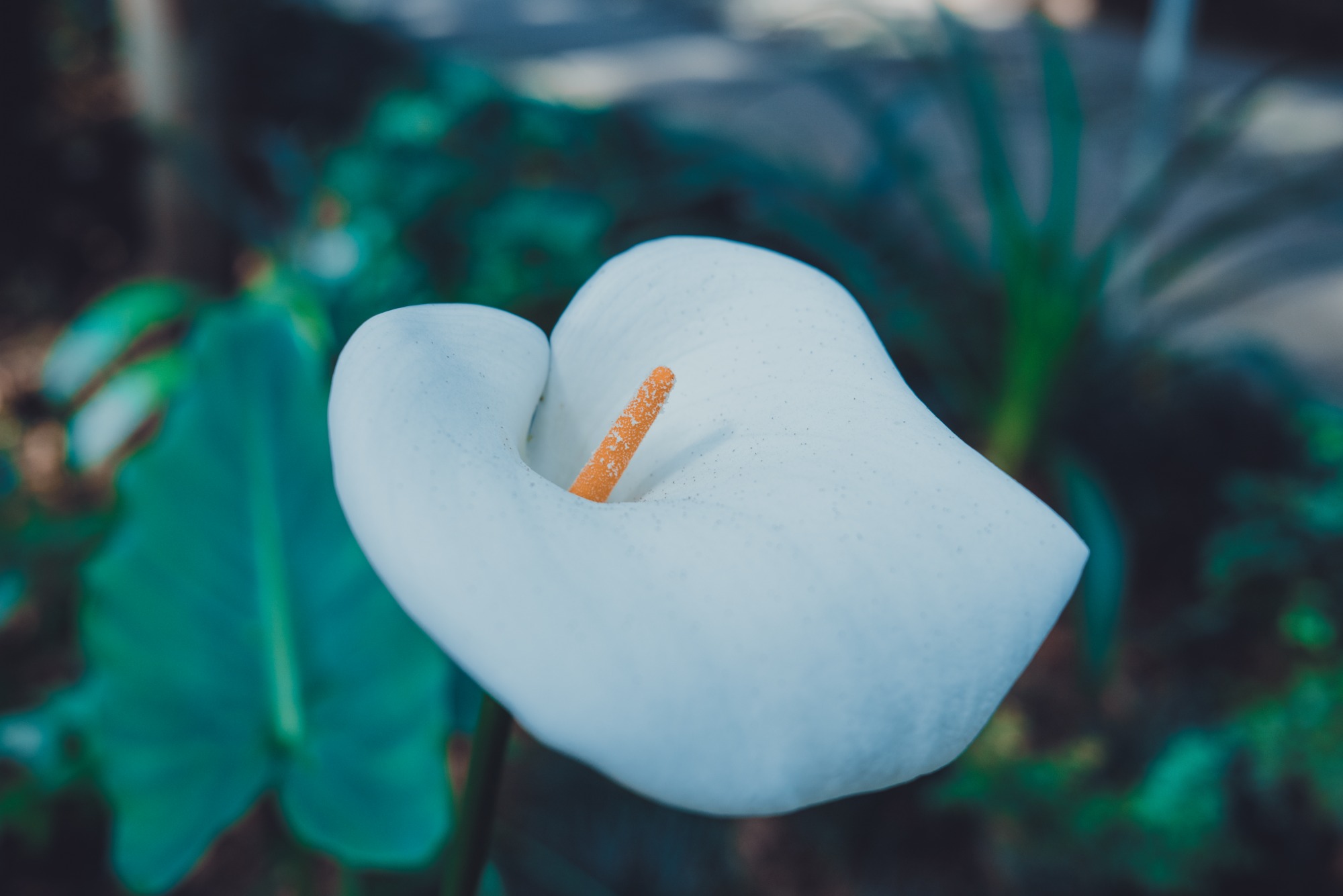 Een anthurium