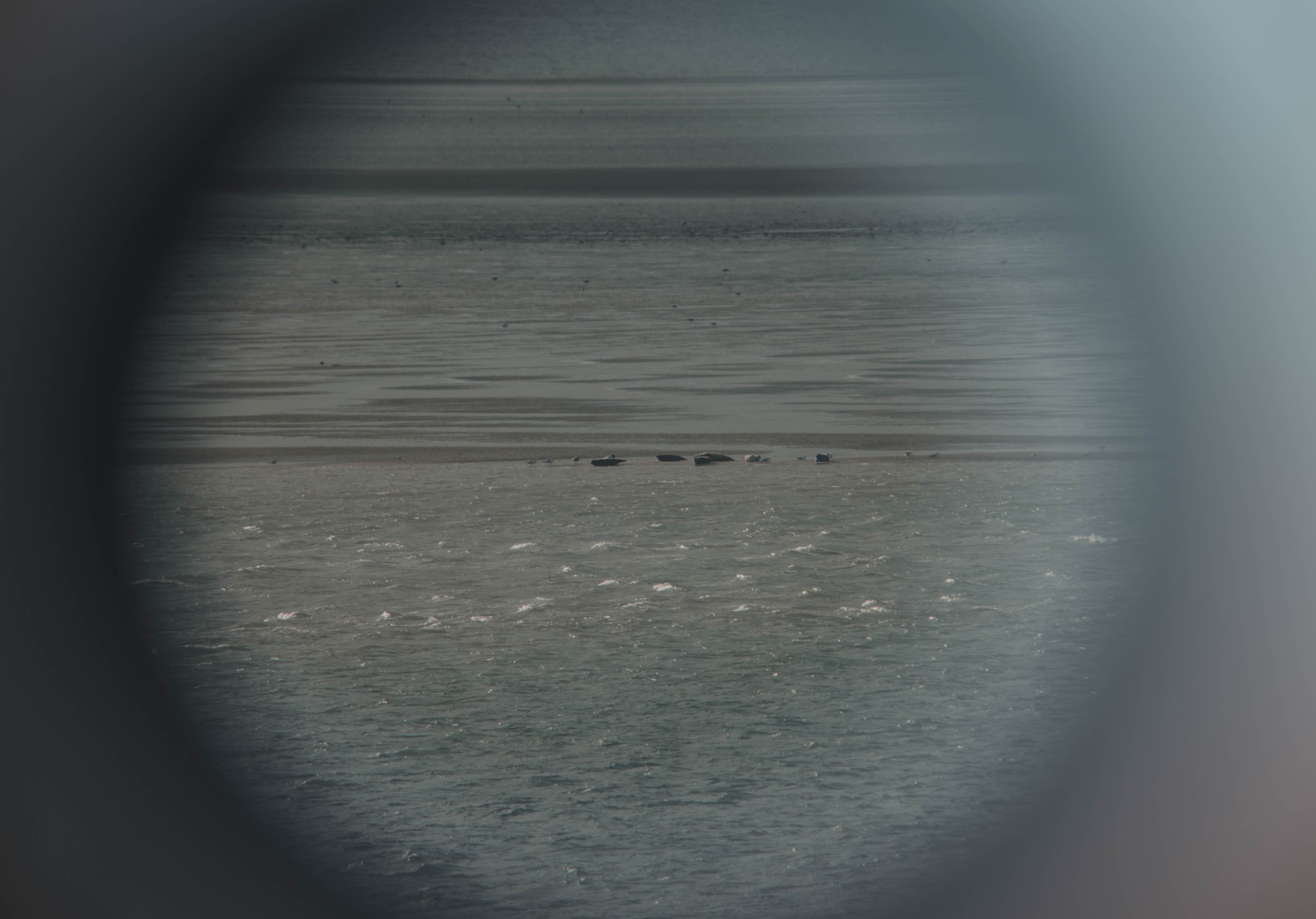 Zeehonden, bekeken door een verrekijker