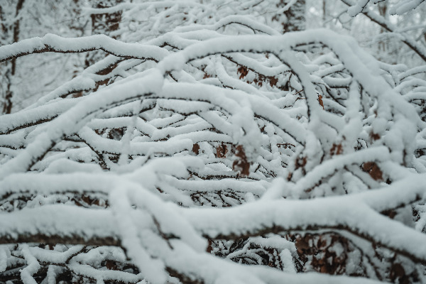 Besneeuwde takken in het Wilhelminapark