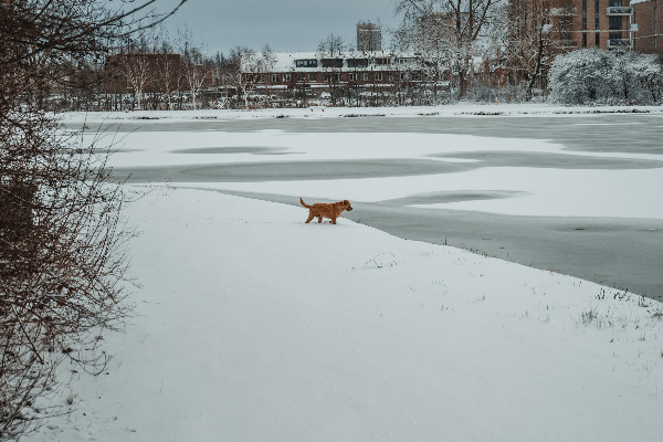 Een hond aan het water in het Wilhelminapark